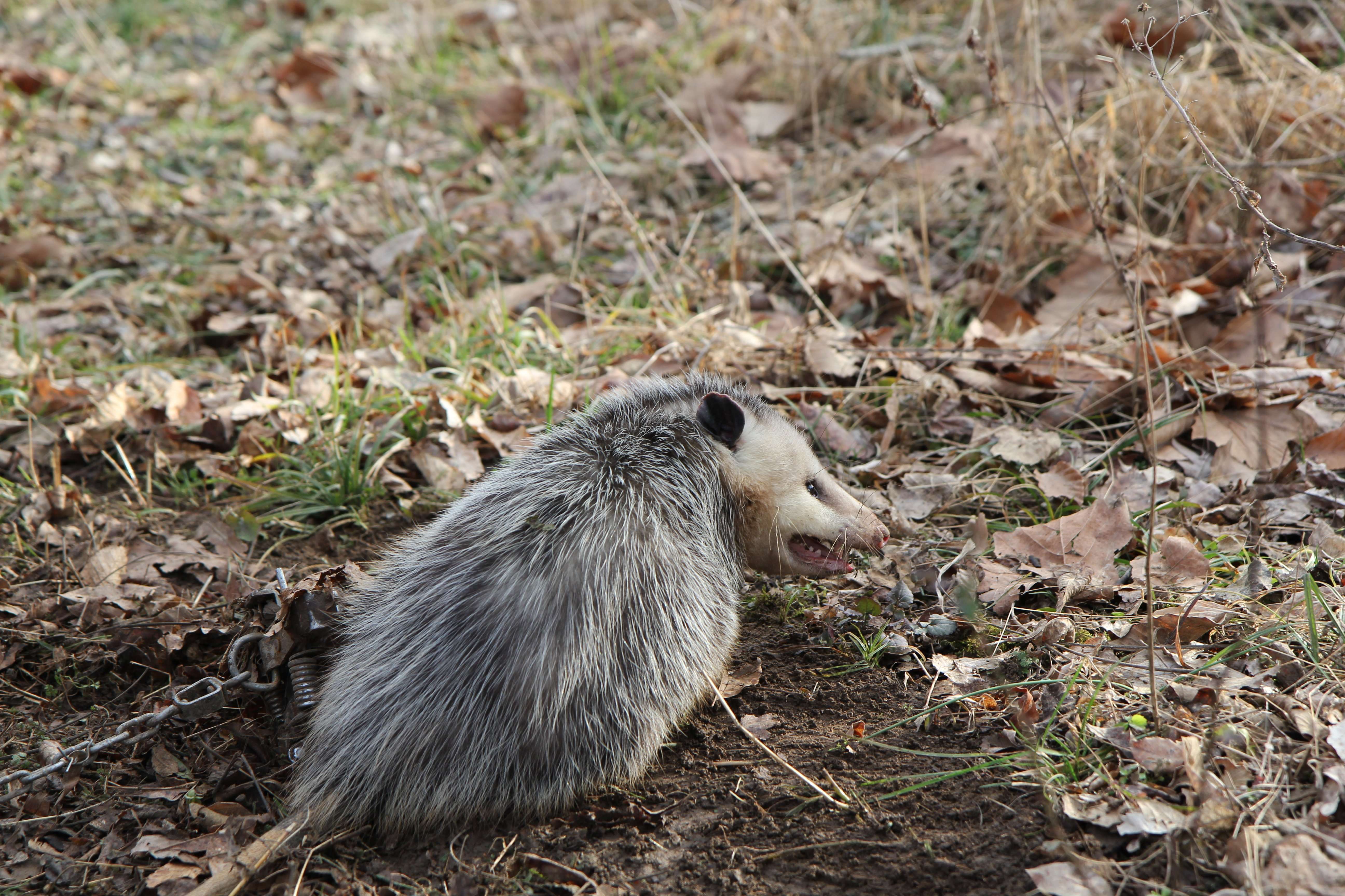 Light pan tension will result in more incidental catches of smaller predators, but that's not a bad thing for management trappers.