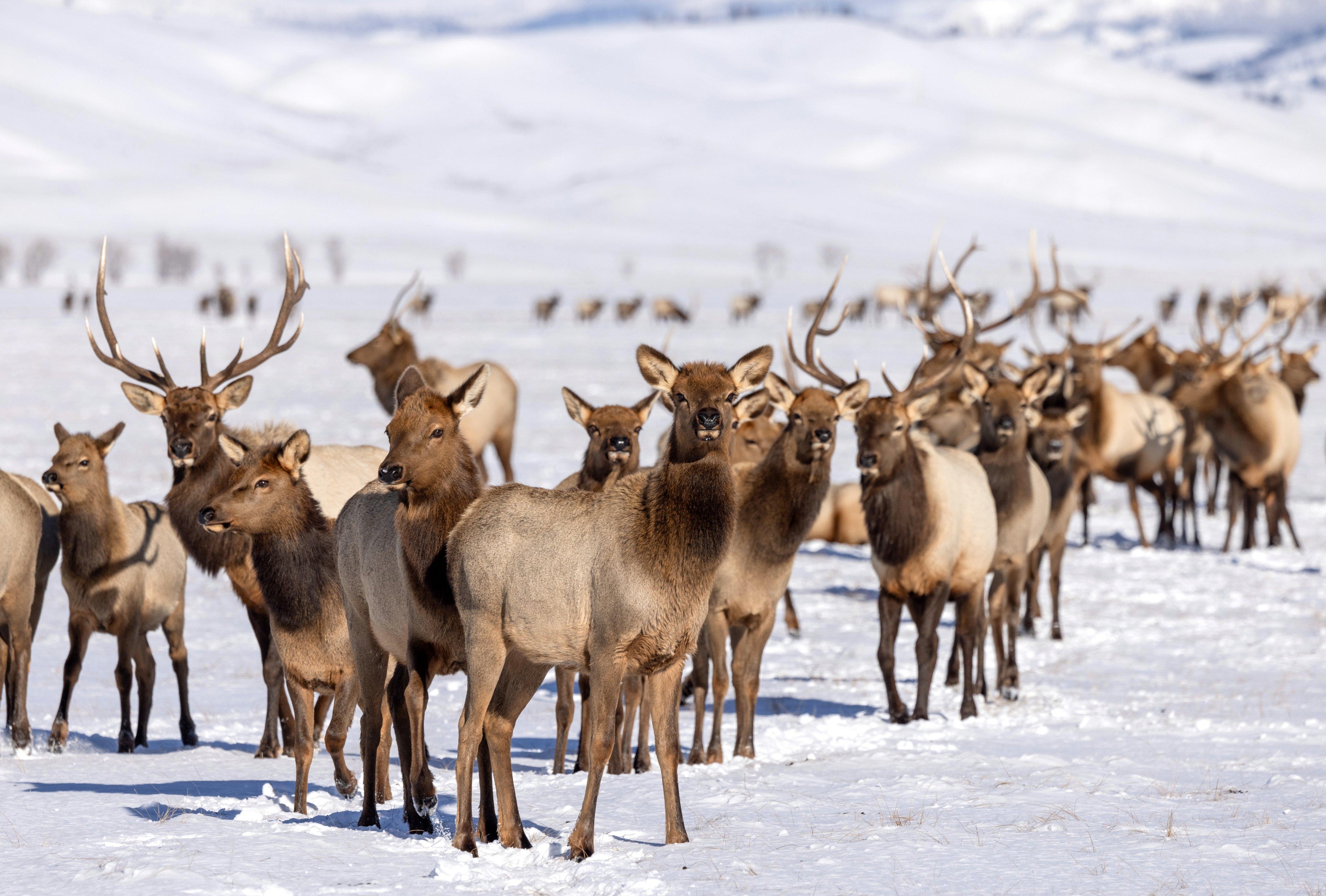 Image: post_rut_elk_10