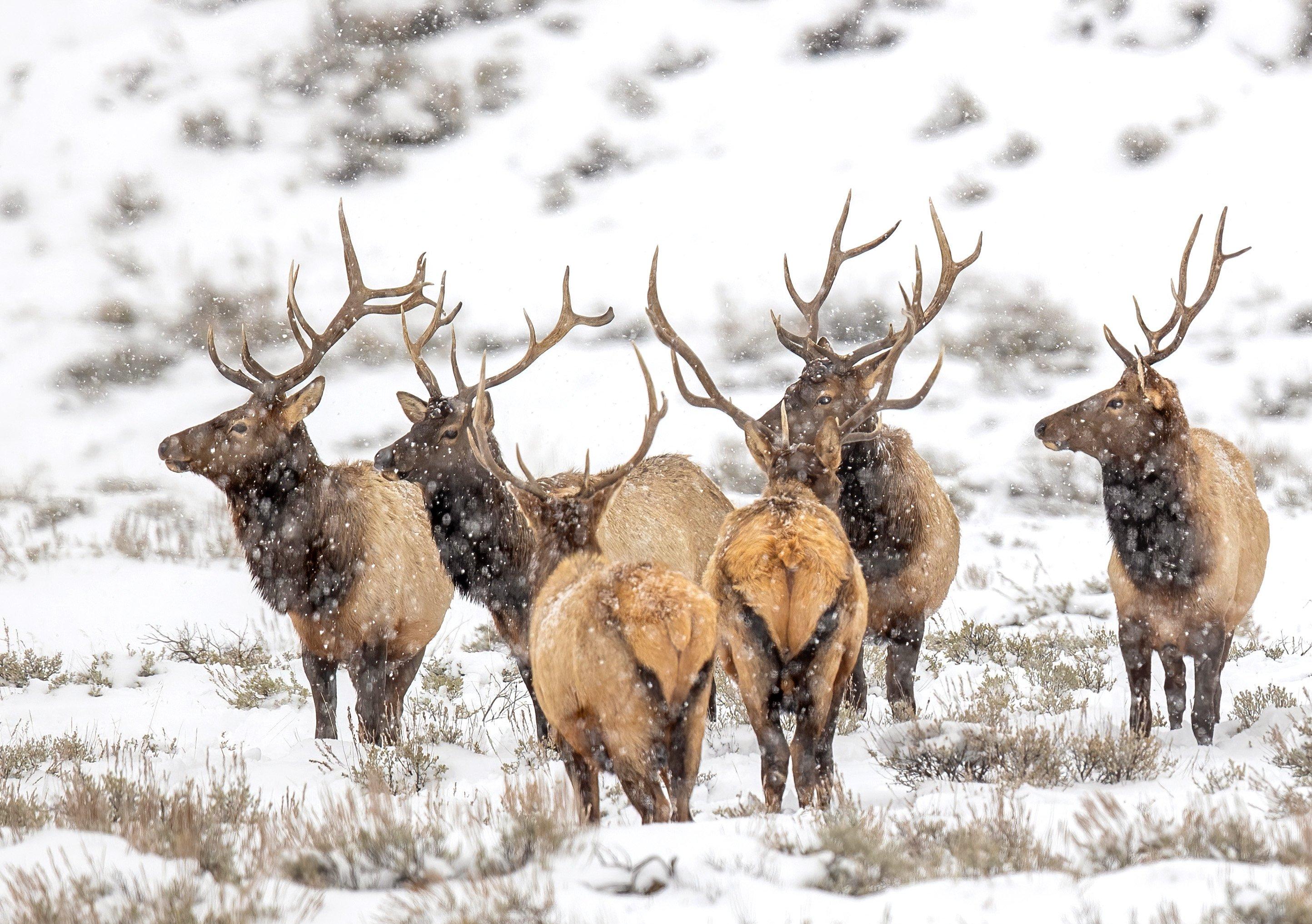 Image: post_rut_elk_12