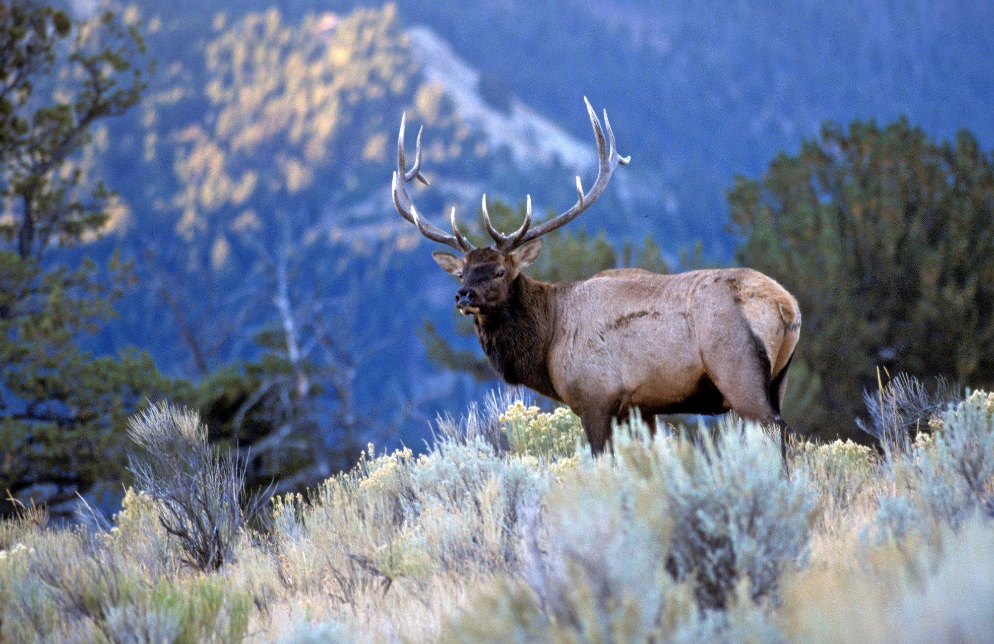 Image: post_rut_elk_5
