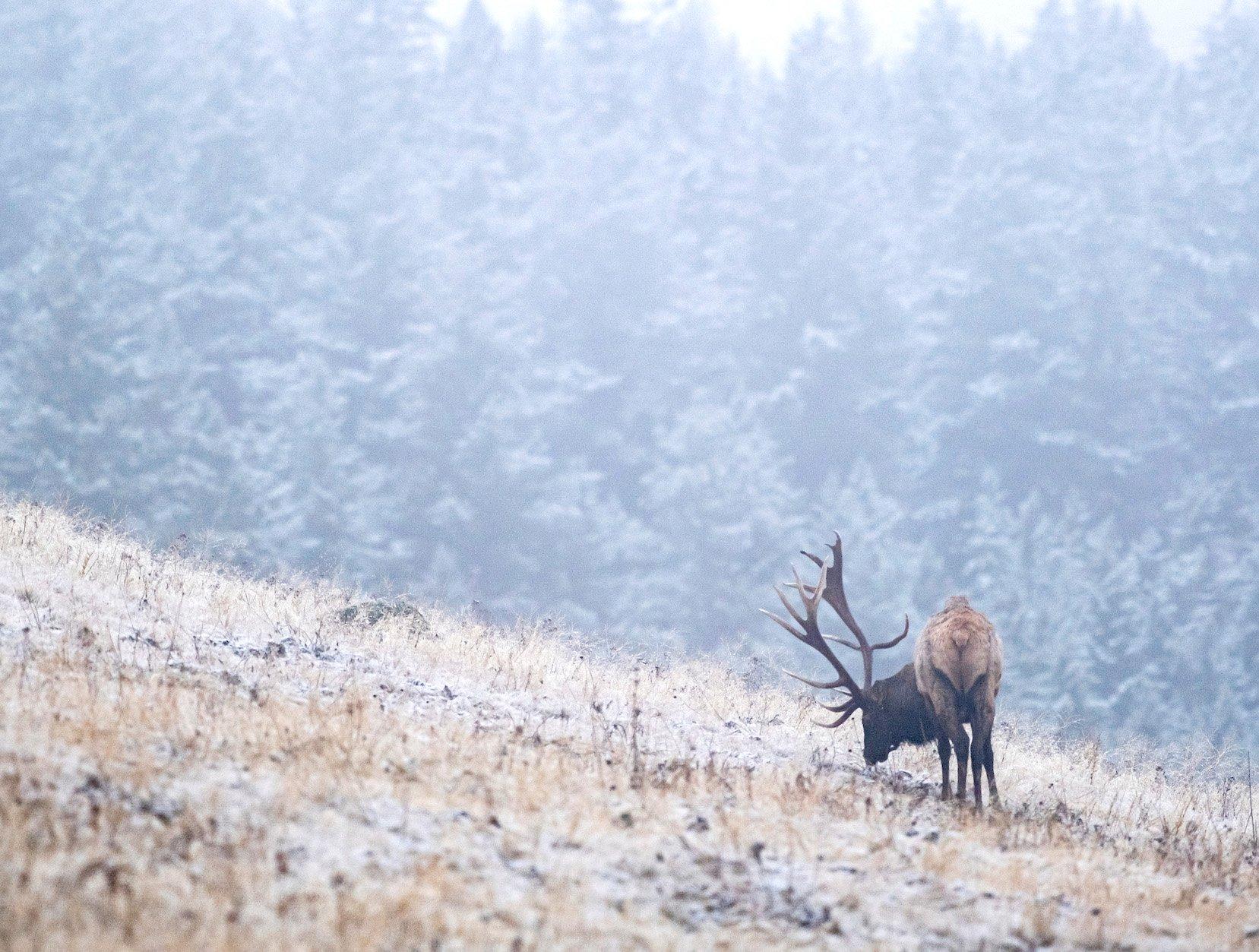 Image: post_rut_elk_8