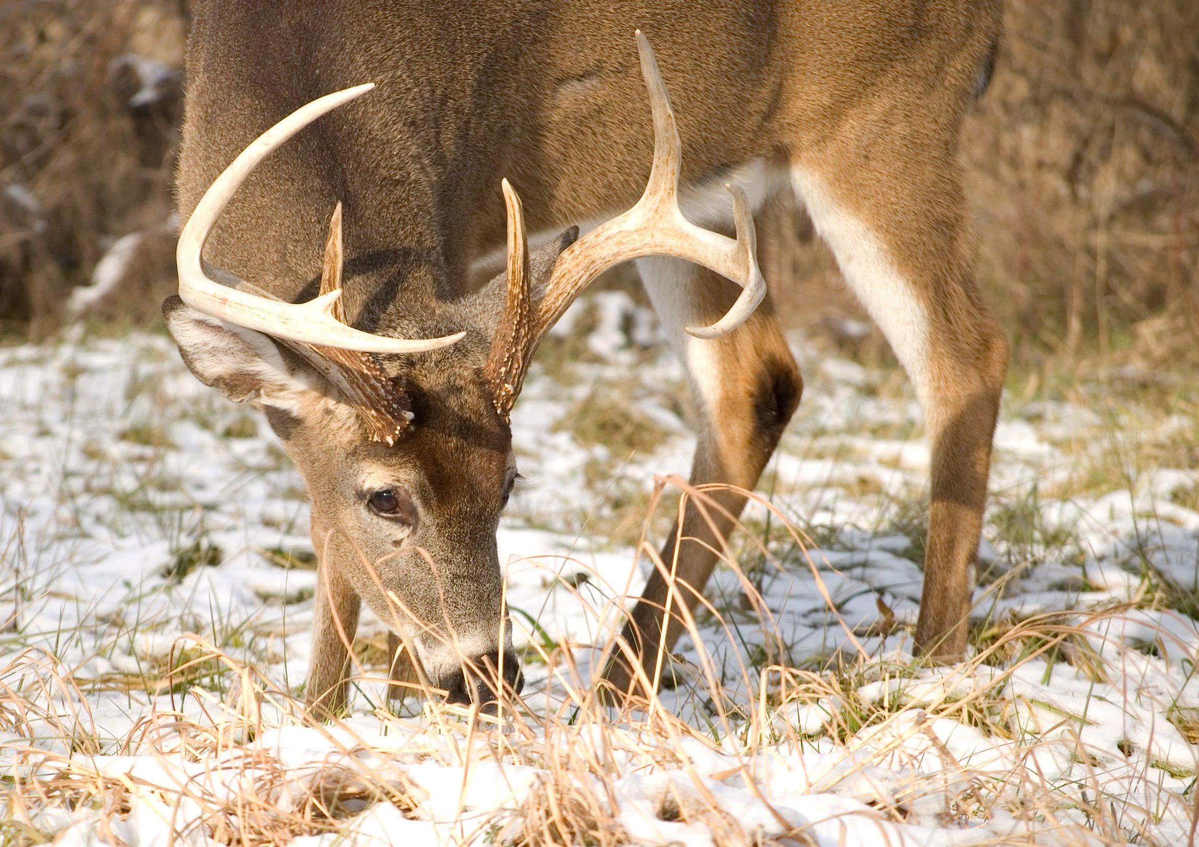 Image: post_rut_feed