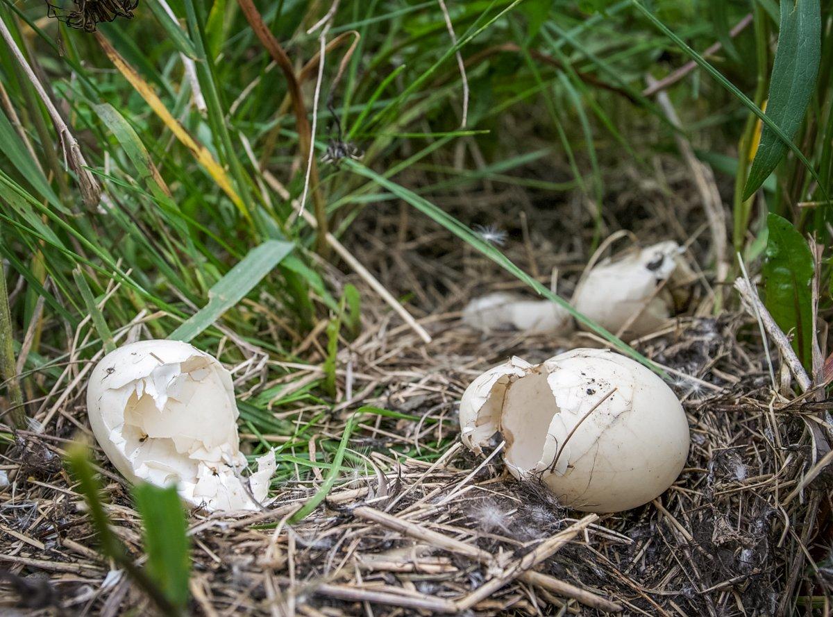 Every nesting season, predators hammer duck nests throughout the productive prairie pothole region. Photo © Delta Waterfowl