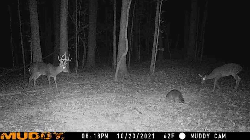 Allred kept tabs on this great buck for three seasons. Image courtesy of Preston Allred