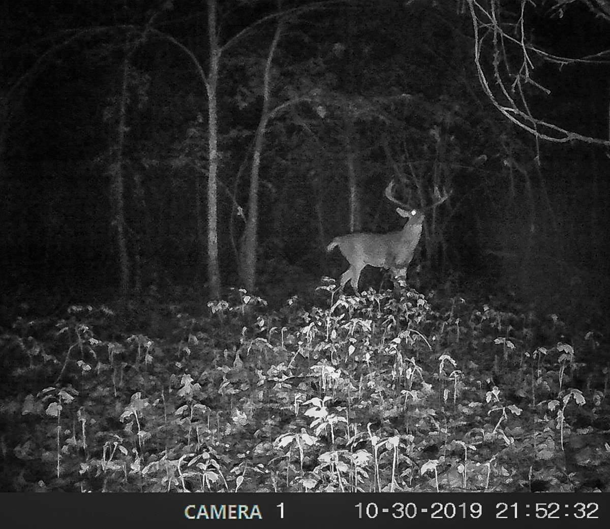 A boat and a trail camera played big roles in the hunt for this buck. (Preston Hall photo)