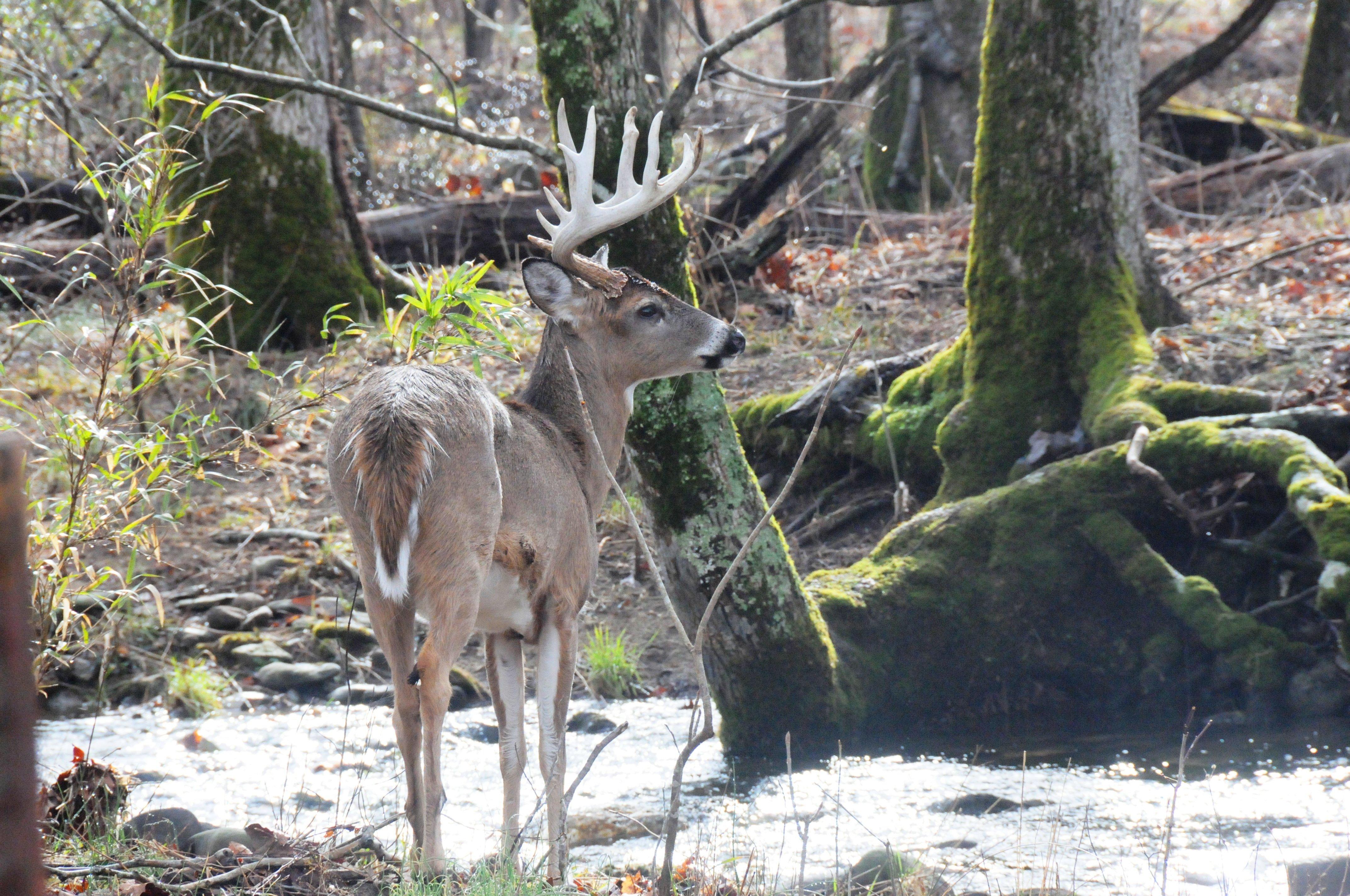 Several states have issued advisories against eating deer due to PFAS contamination. Image by Stephanie Mallory