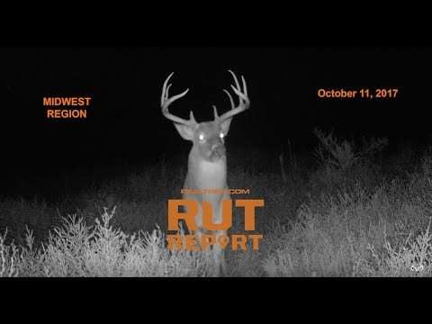 Midwest Rut Report: Scrapes Popping and Young Bucks Chasing - pro-rut-reports-D1vkDjclx00