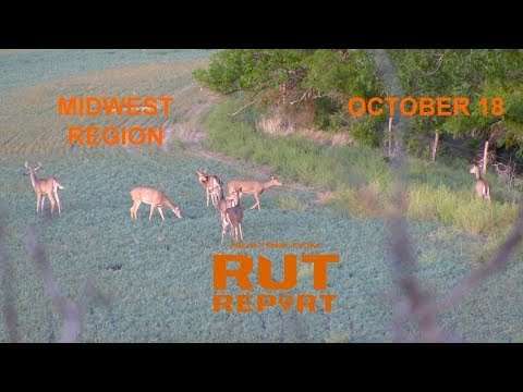 Mid Week Rut Image Midwest Rut Report: Significant Increases in Rubbing and Scraping ...