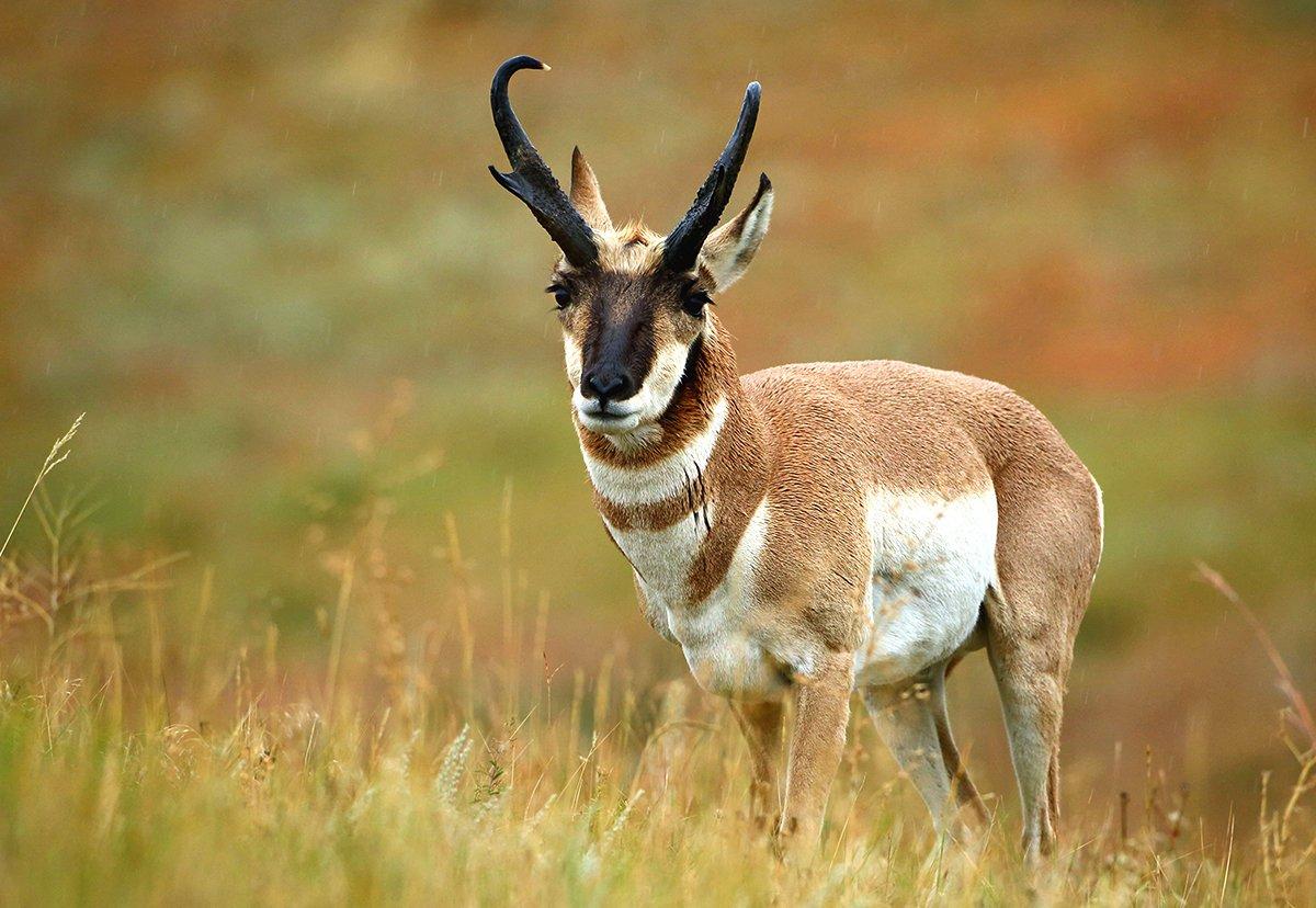 Talking antelope with veteran guide Miles Fedinec in the Realtree Outpost podcast. Photo by Images on the Wildside