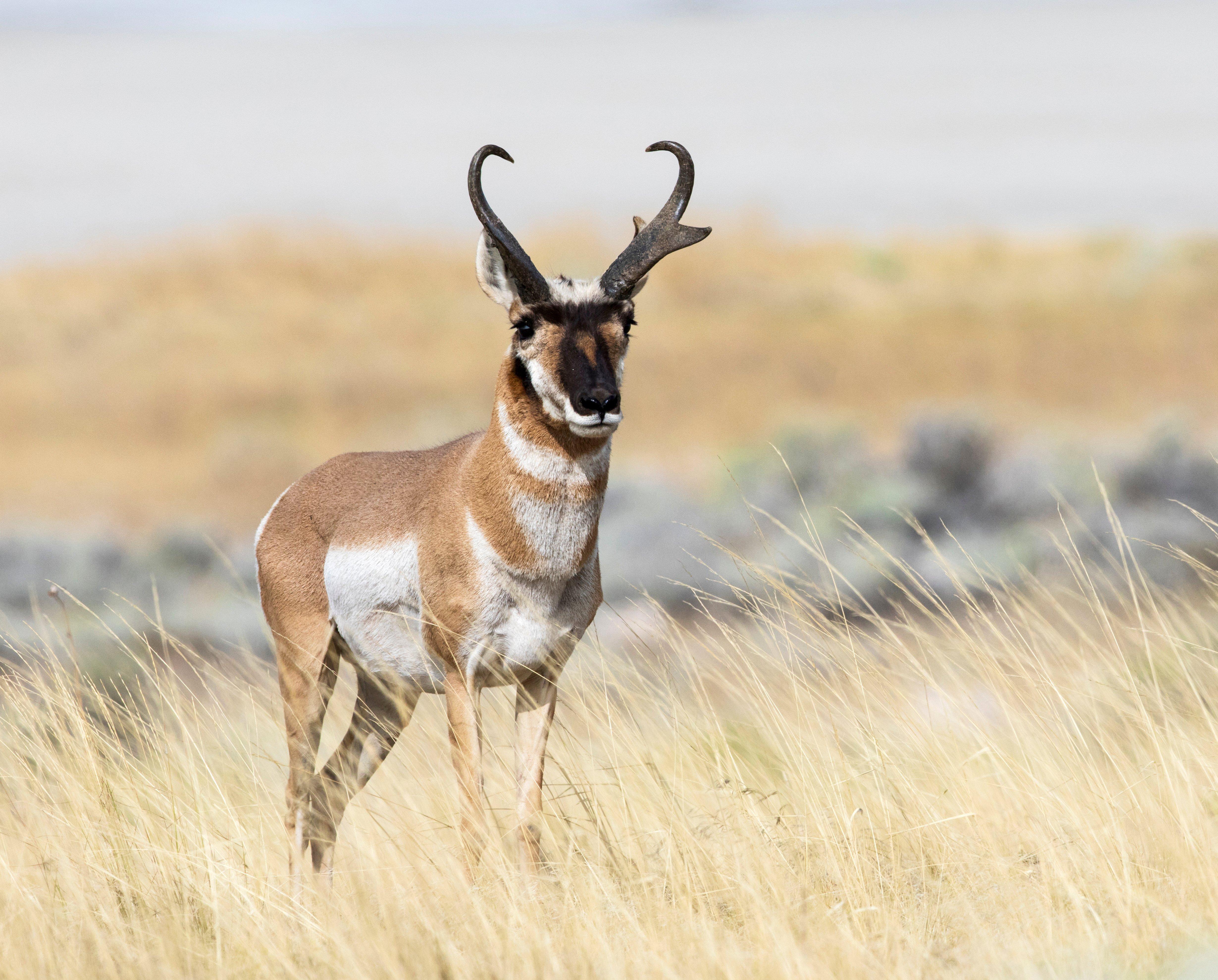 Image: pronghorn_sd