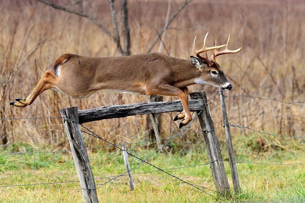 Image: property_line_hunting_2