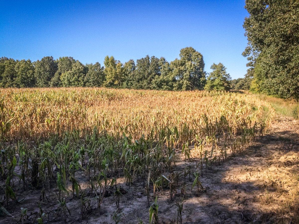 Many county conservation boards plant food plots for the deer. This is also true on lands managed by the U.S. Army Corps of Engineers. (Bernie Barringer photo)