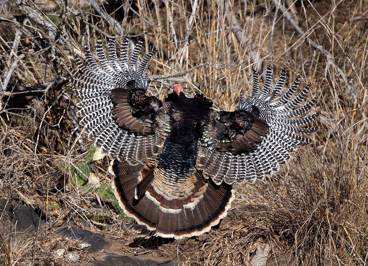 That turkey you missed is flying off. Now what? © Images On The Wildside