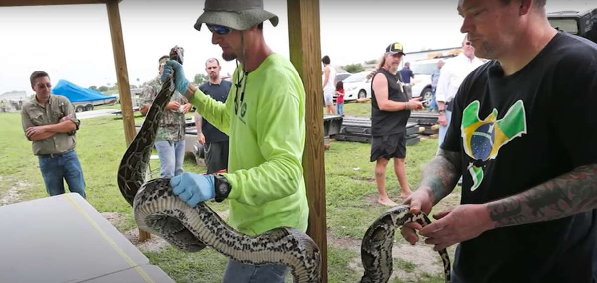 Winners of 2024 Florida Python Challenge Announced - Realtree Camo