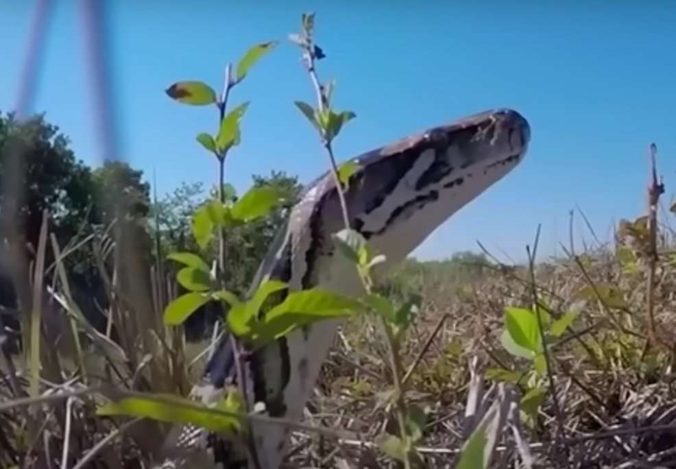 Please Don’t Eat That Florida Burmese Python - Realtree Camo