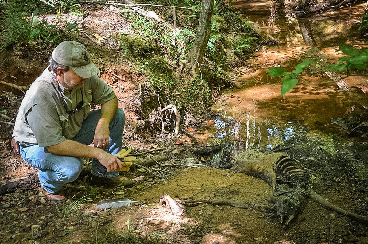 EHD tends to affect mature bucks more than other members of the herd. But as you can see, does and younger deer are susceptible, too. (QDMA / Lindsay Thomas photo) 