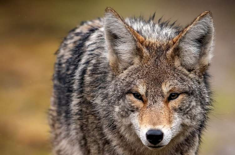 Man Strangles Attacking Coyote to Death Image