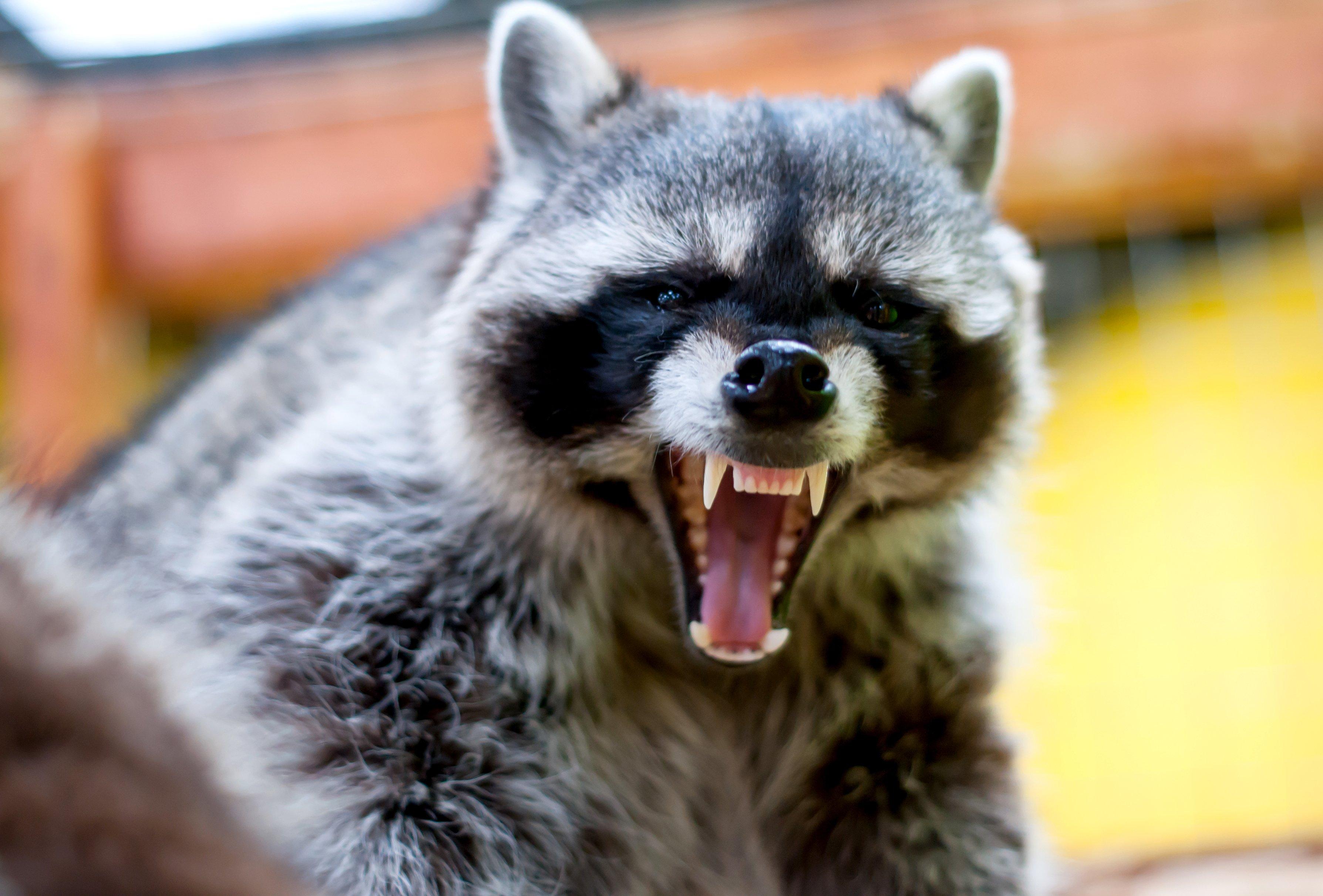 Image: rabid_raccoon_02