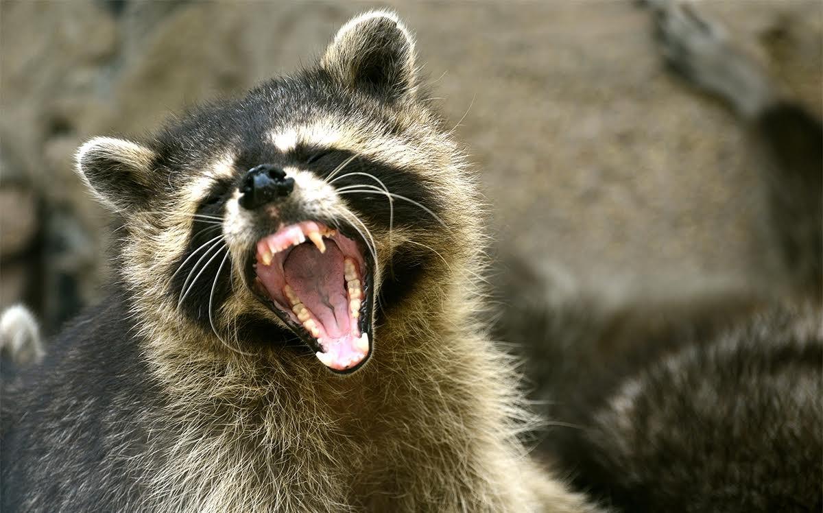 Rachel Borch killed a rabid raccoon by drowning it in a puddle. © dangdumrong-Shutterstock
