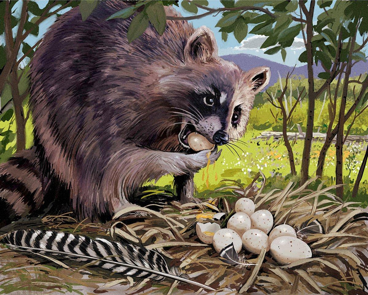 Raccoons are significant turkey nest predators. Illustration by Steve Sanford