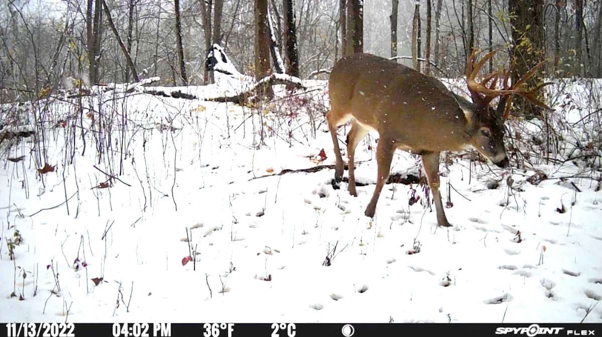 Using cameras, Kukral discovered where this monarch was living. Image courtesy of Randy Kukral Using cameras, Kukral discovered where this monarch was living. Image courtesy of Randy Kukral