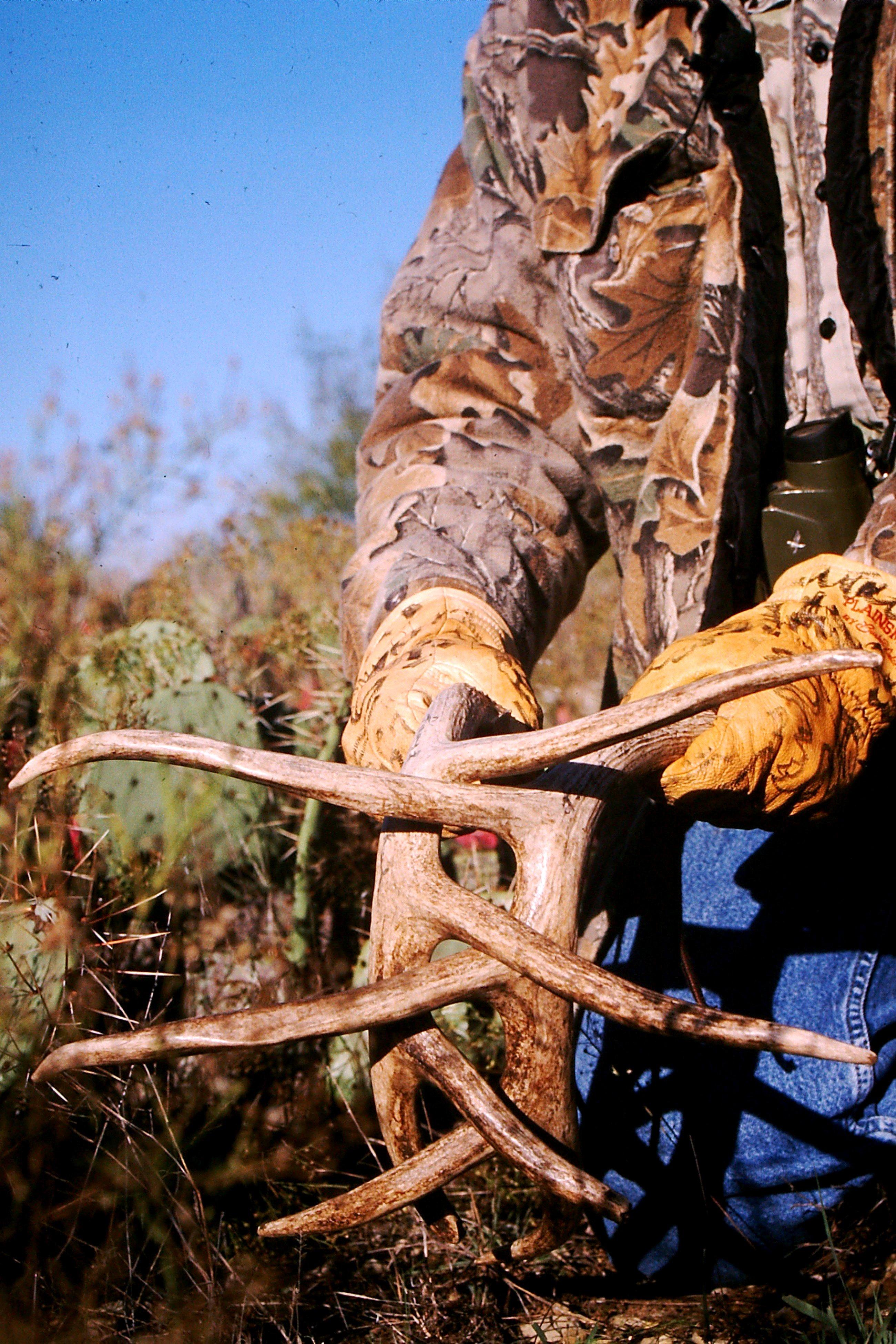 Image: rattle_deer_5