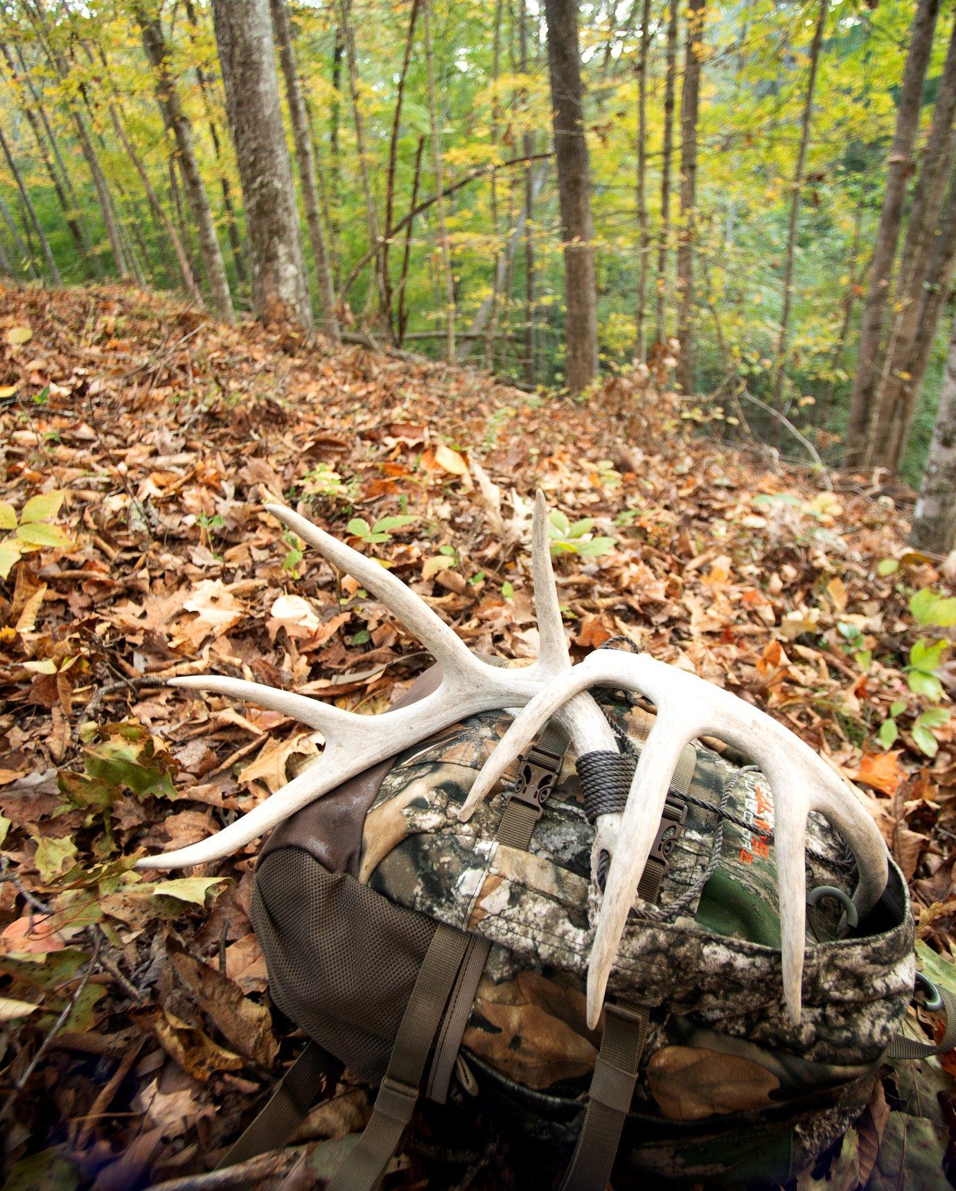 Image: rattle_deer_7