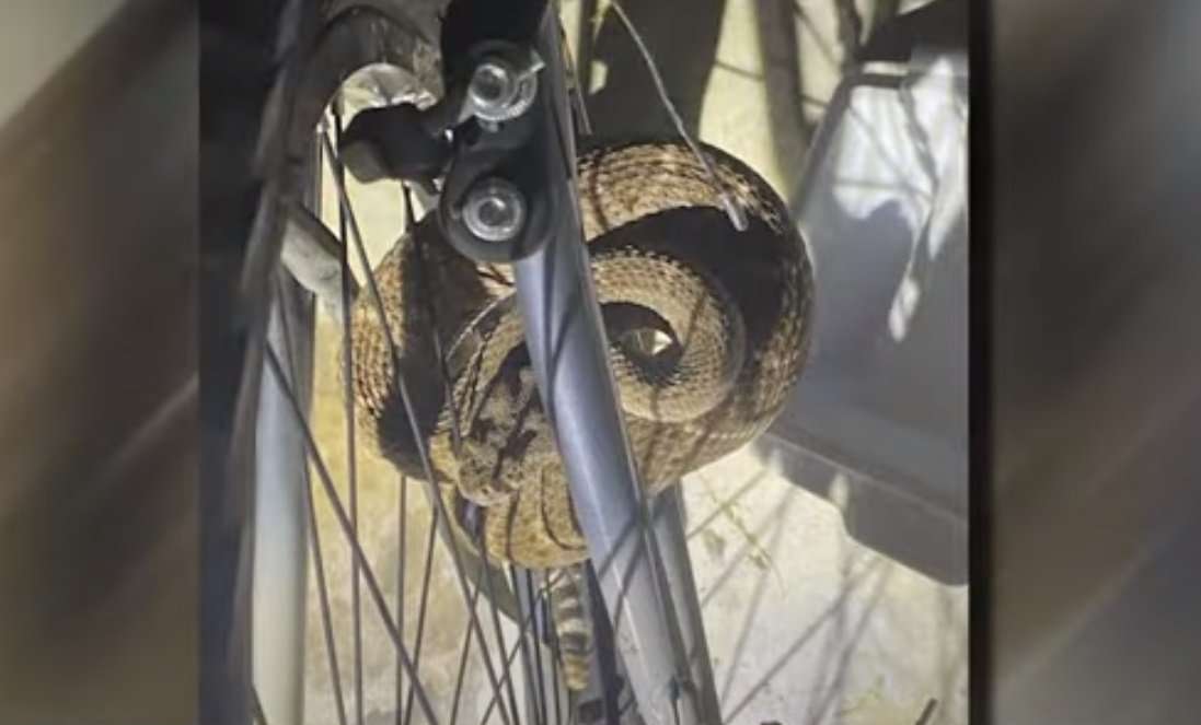 Photo Shows Rattlesnake Entangled in Bicycle Spokes in Family’s Garage ...