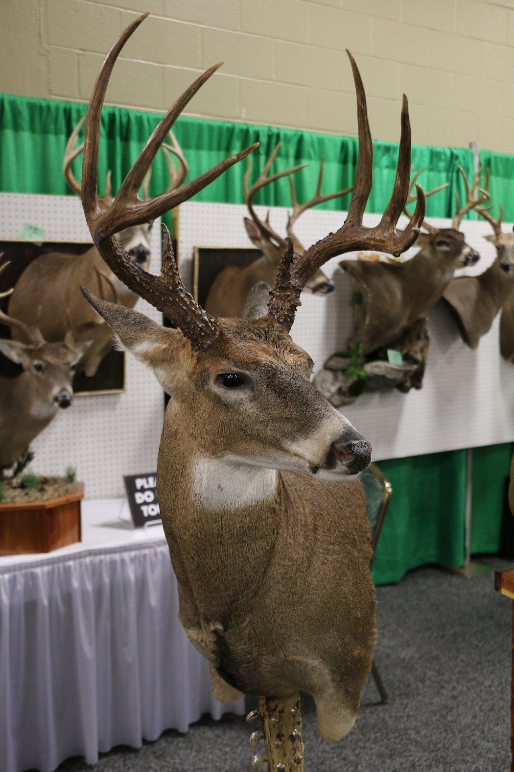 Alert 8-Point Buck