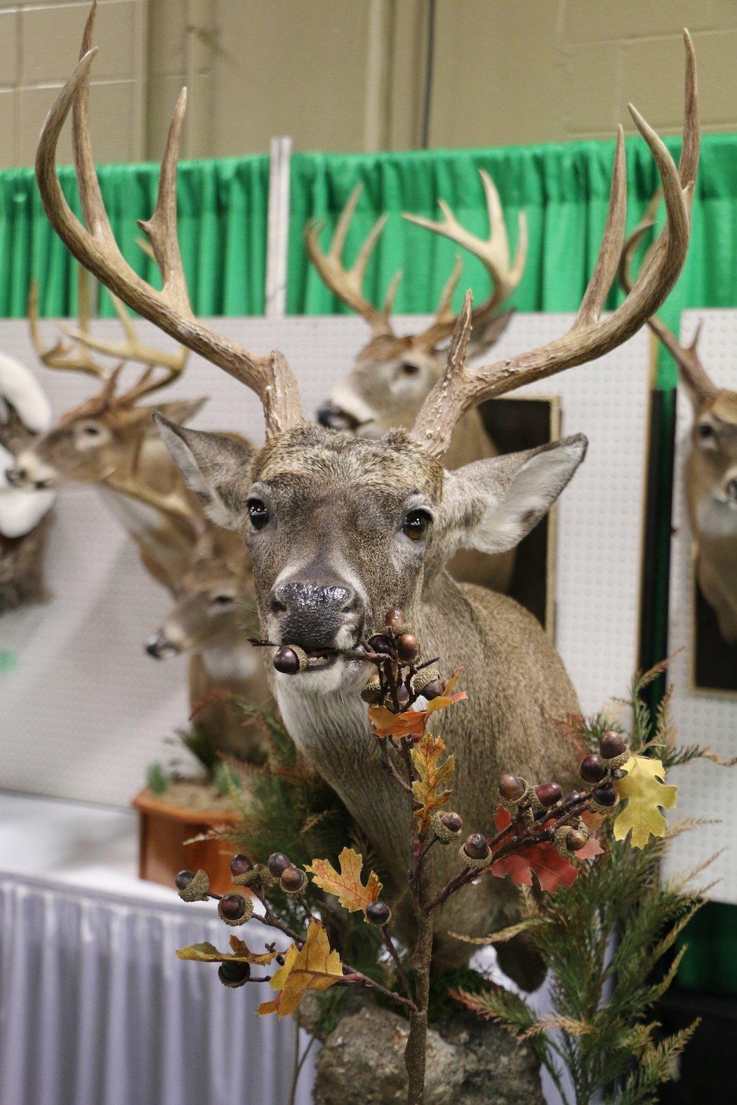 8-Point Buck Eating Acorns