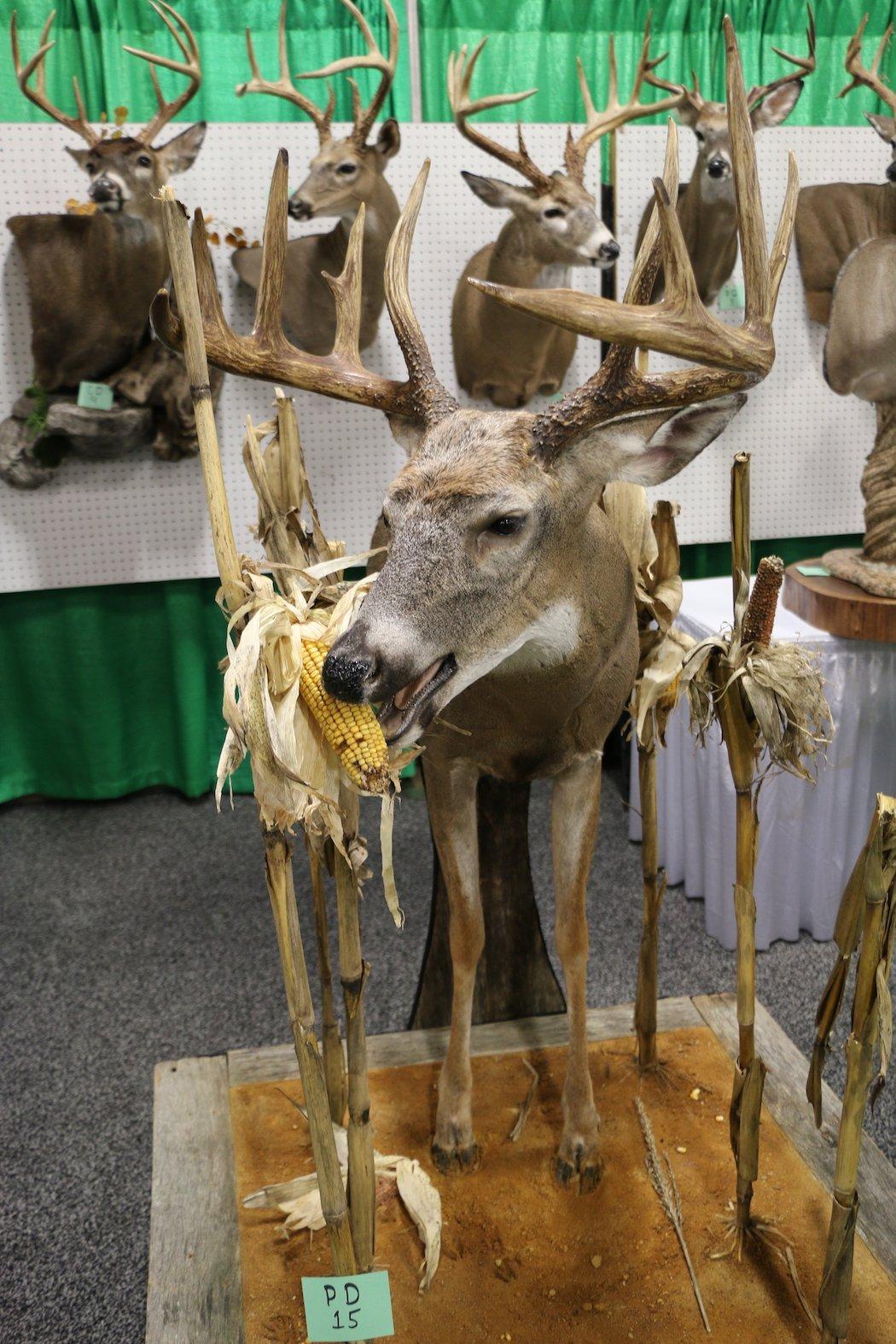 10-Point Buck Eating Corn