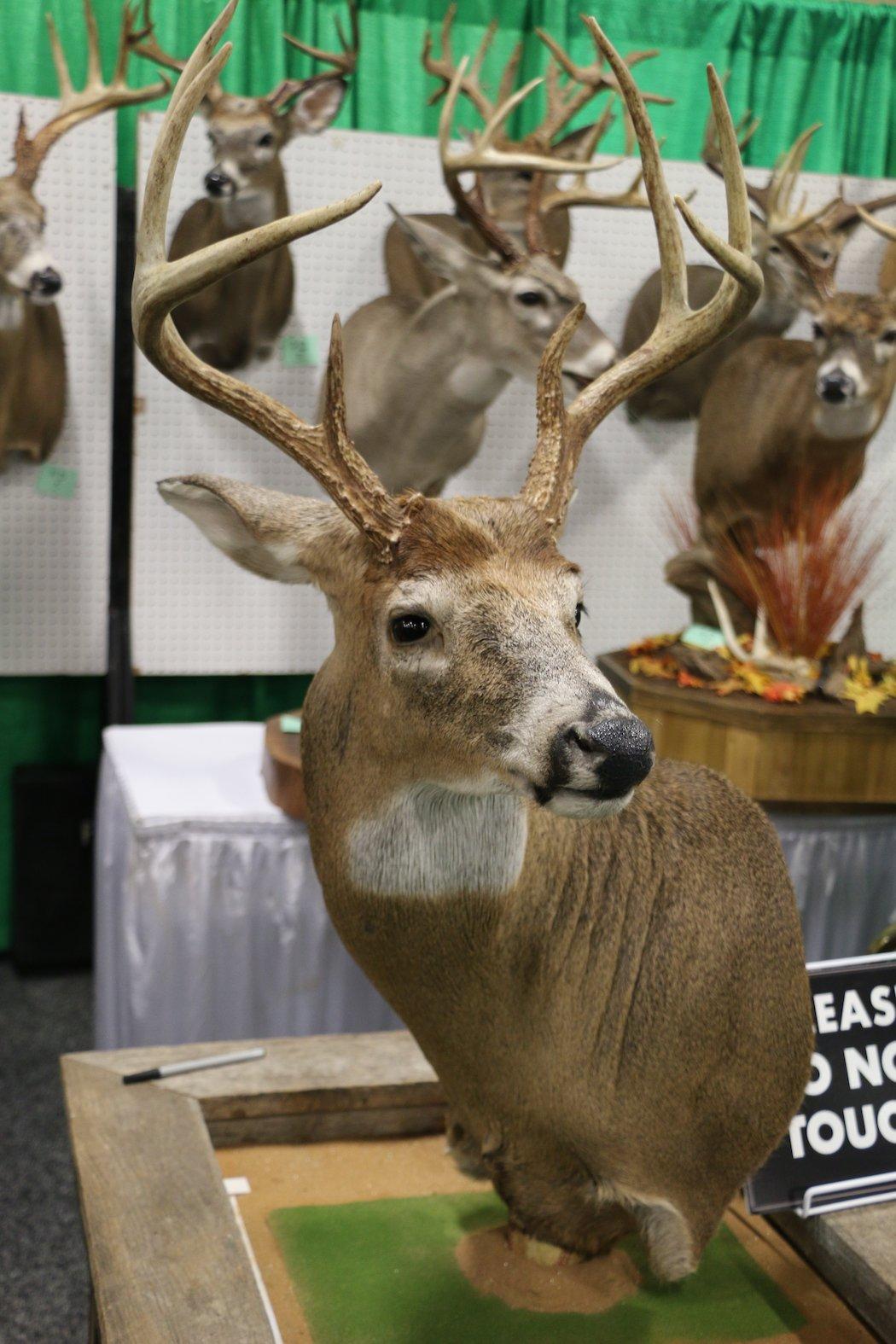 8-Point Buck with Ears Pinned