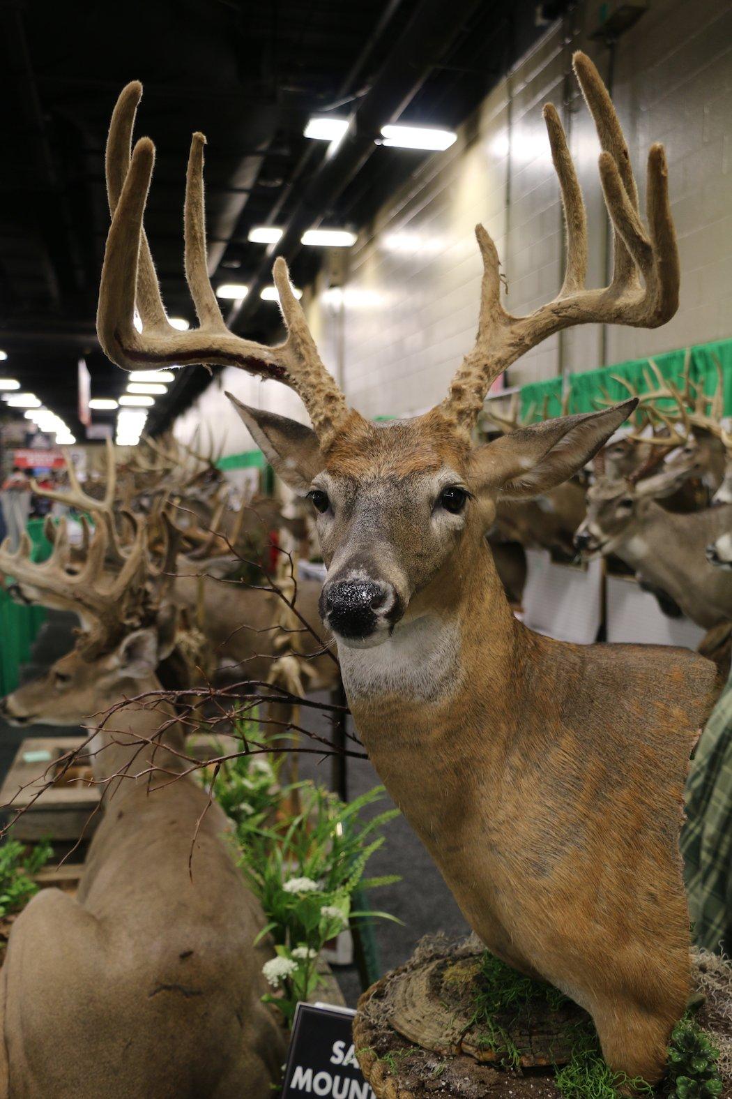 Velvet 9-Point Buck