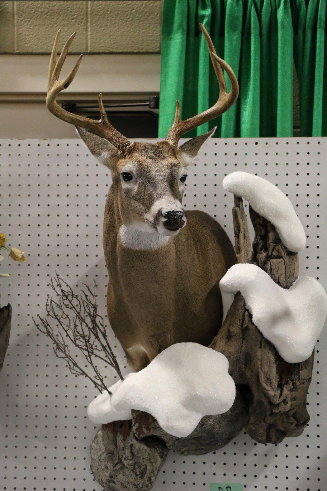 cool deer shoulder mounts