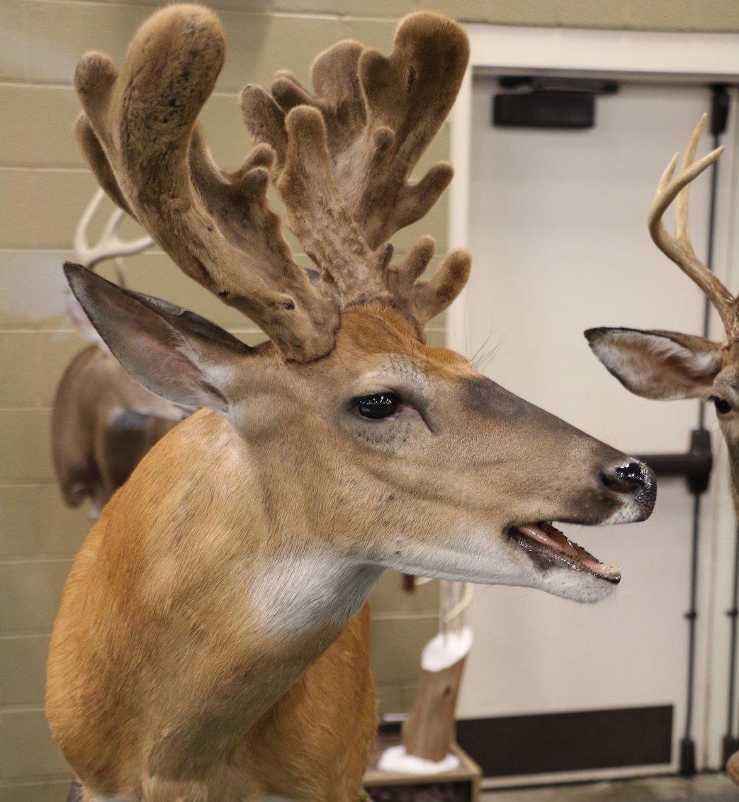 Velvet Open-Mouth Buck