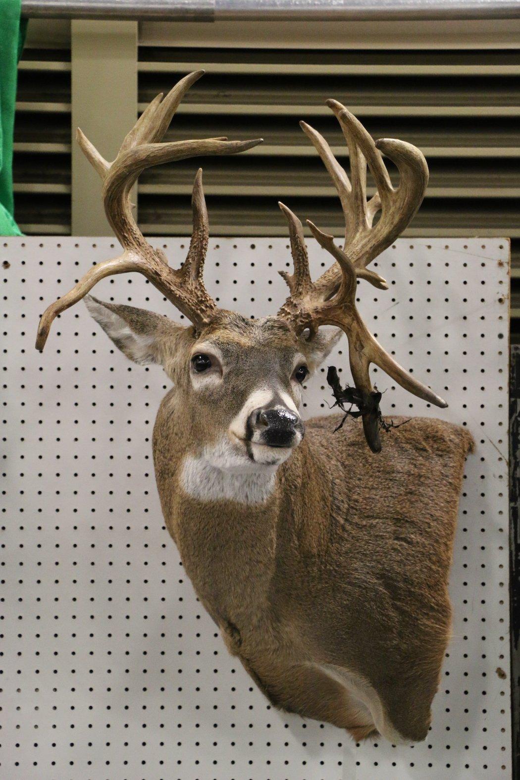 cool deer shoulder mounts