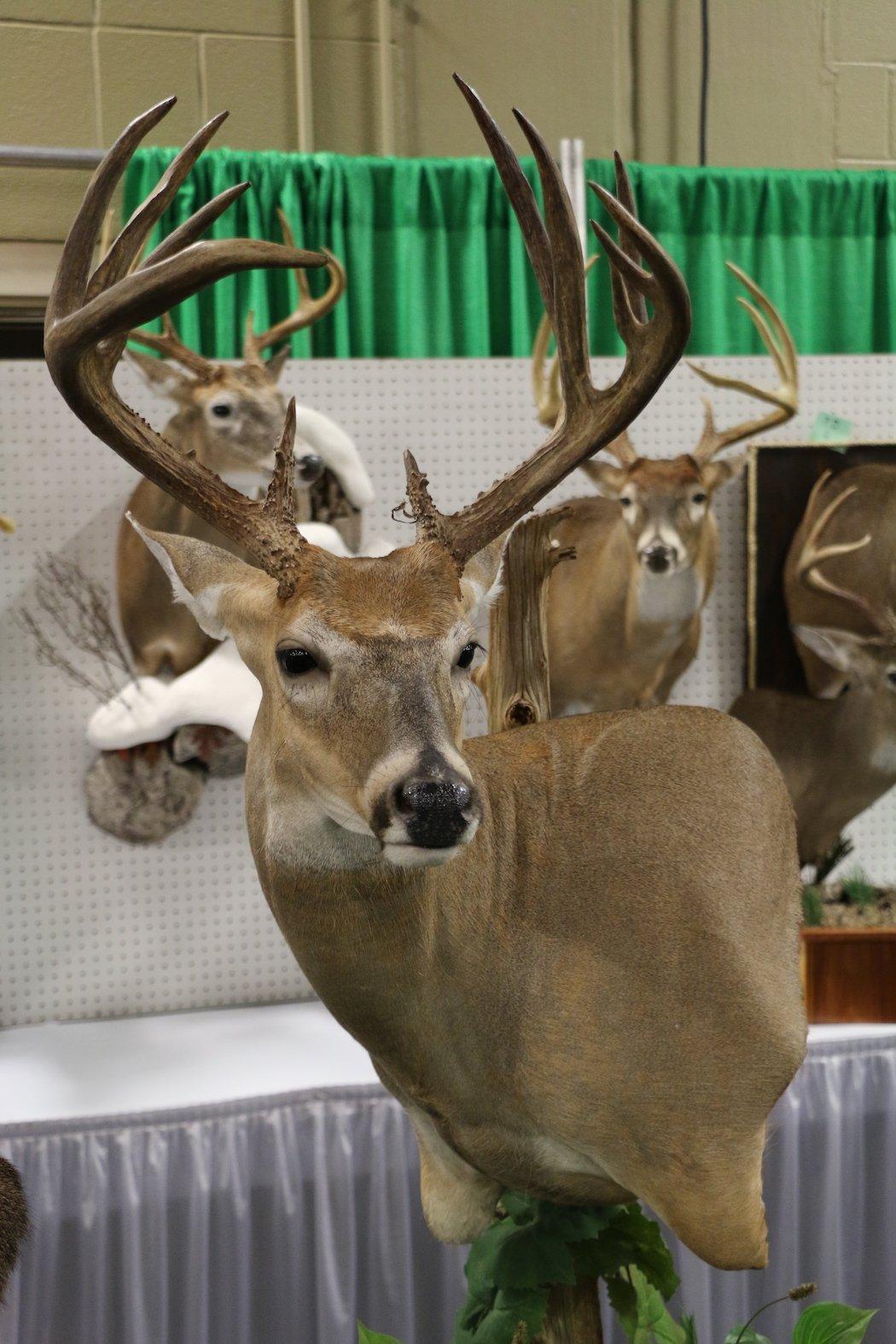 Relaxed 12-Point Buck