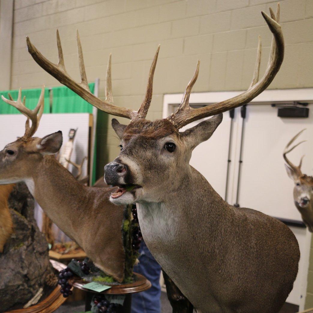 10-Point Open-Mouth Buck
