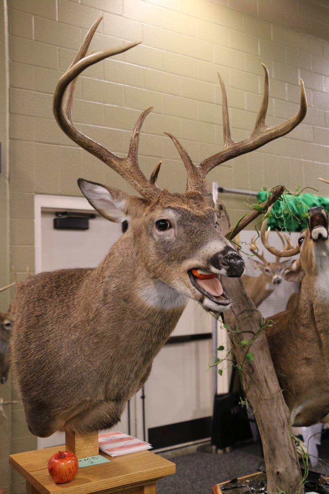 9-Point Buck Chewing Apple