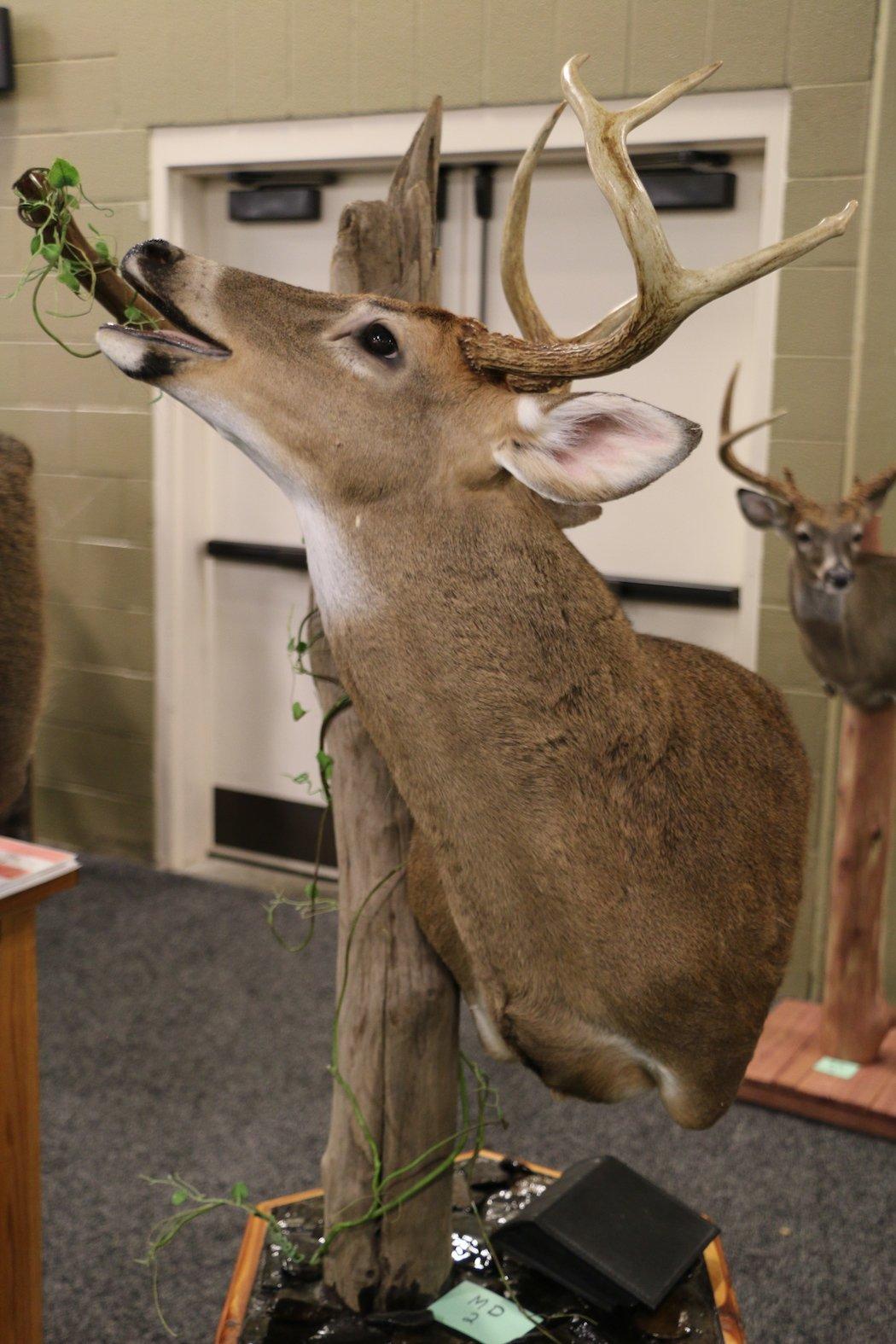 Feeding 7-Point Buck