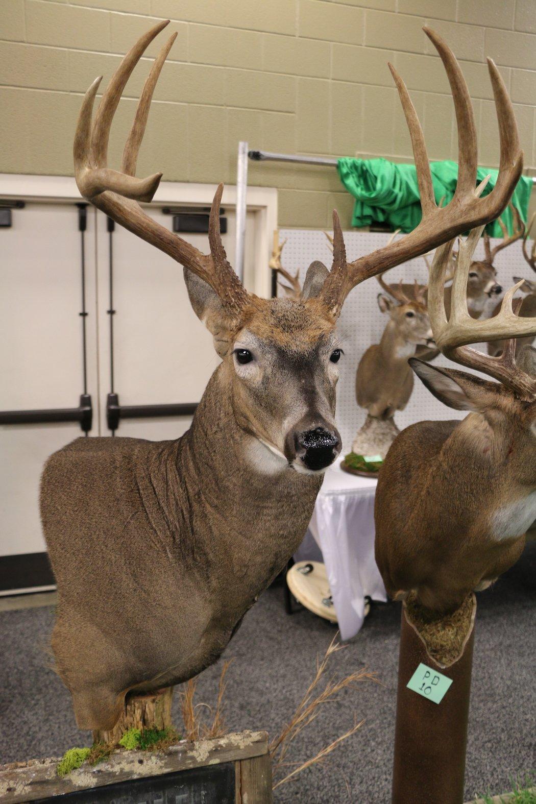 Alert 10-Point Buck