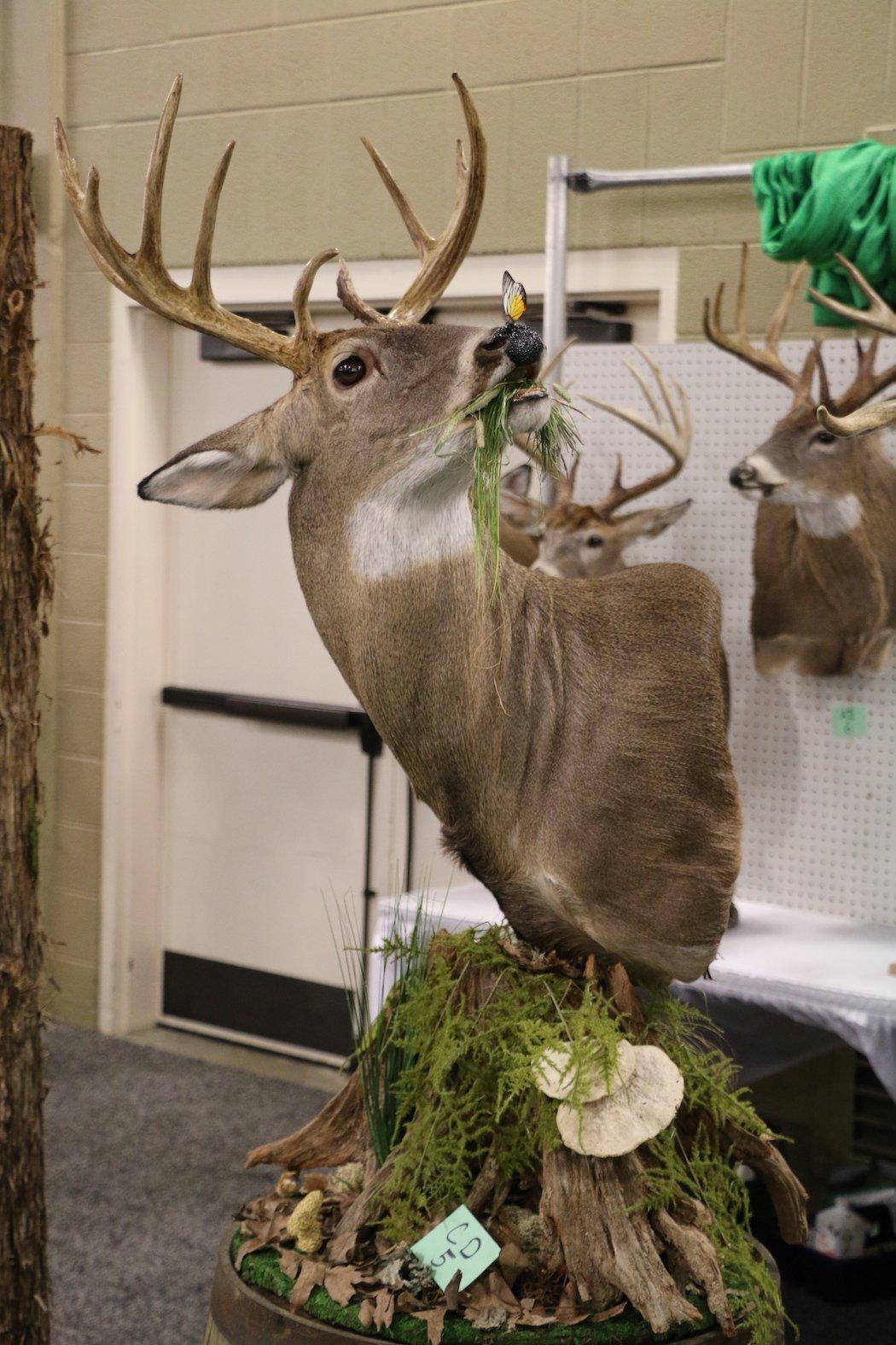 cool deer shoulder mounts