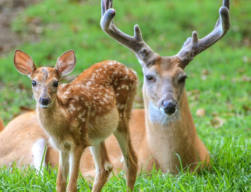 Myth: Sibling Fawns Are Always Sired by the Same Buck