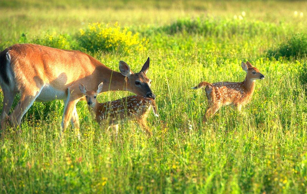 Myth: All Twin Fawns Are Identical Twins