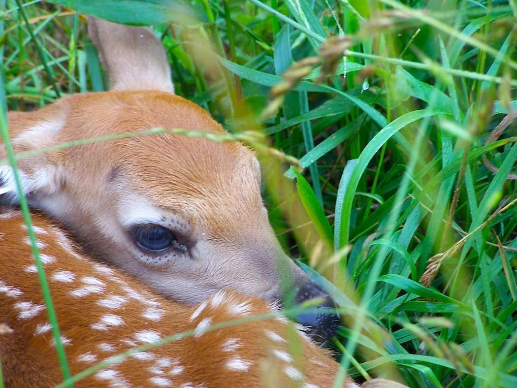 Myth: Fawns Have No Odor