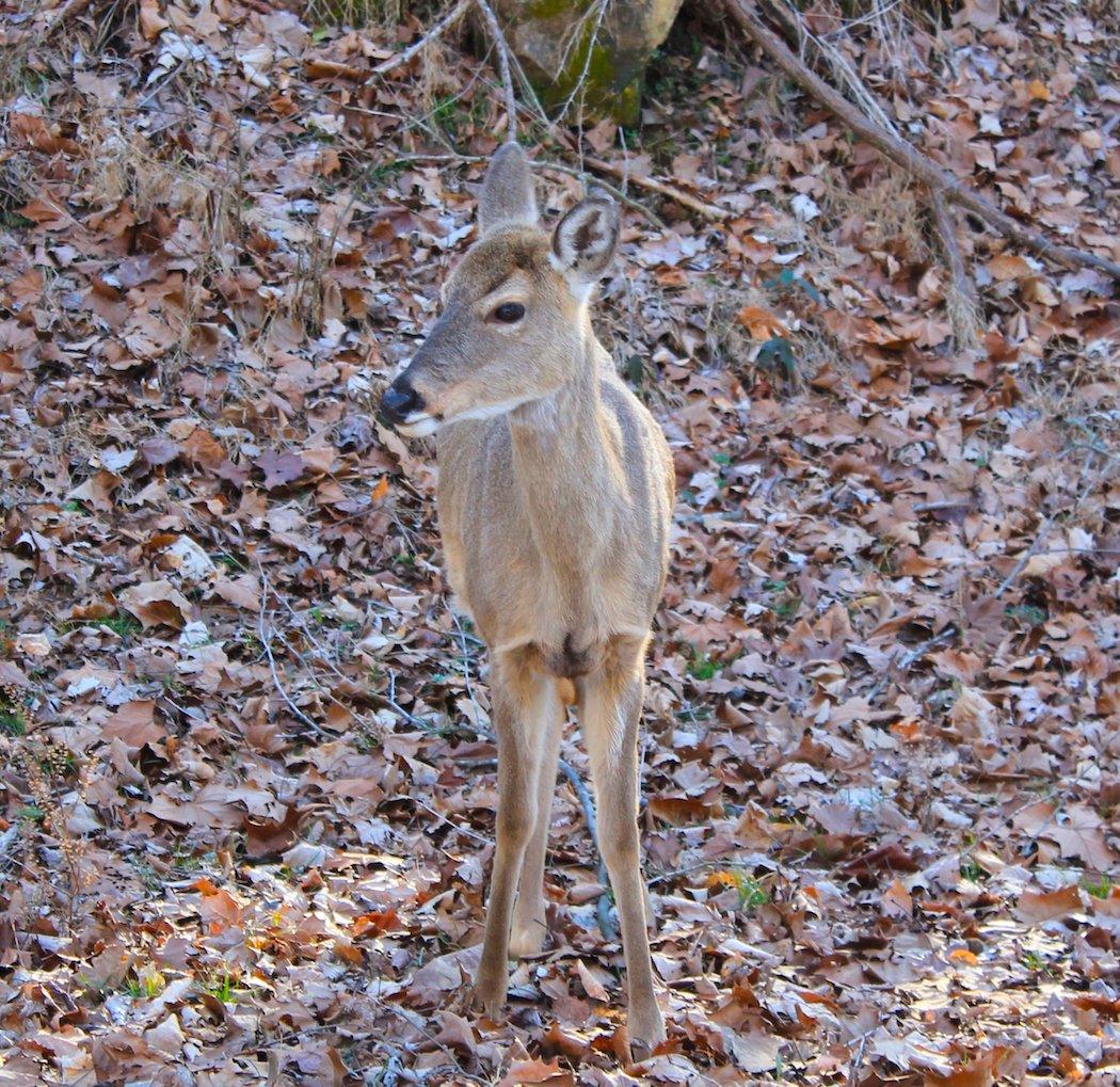 Myth: Age Determines Sexual Maturity of a Fawn