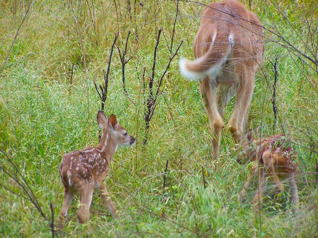 Myth: Every Doe Has Two Fawns