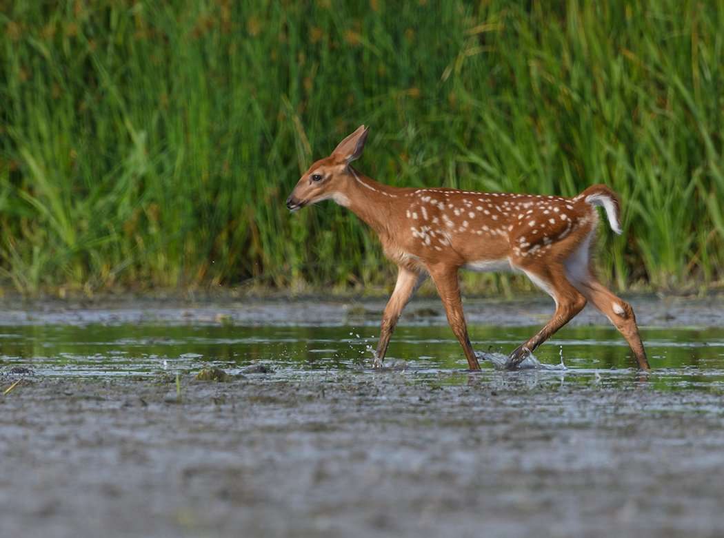 Myth: Touching a Fawn Will Cause Its Mother to Orphan It