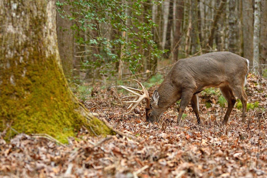 A nice buck feeds on acorns. (Tes Jolly photo)