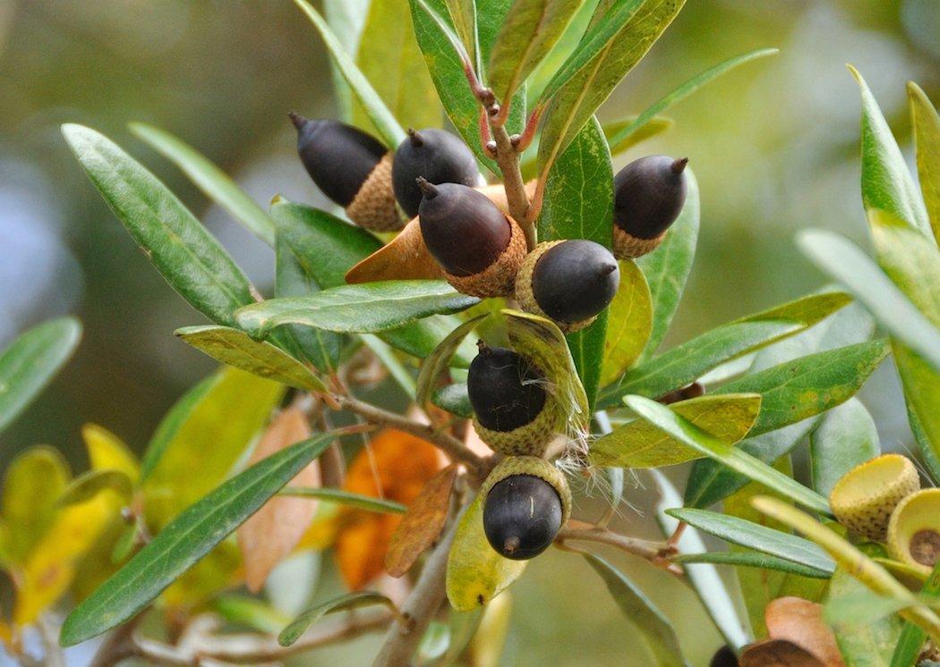 Live Oak acorns. (Tes Jolly photo)